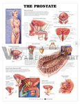 The Prostate Anatomical Chart